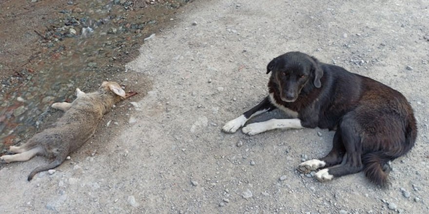 Anne köpek ölen yavrusunun başından saatlerce ayılmadı