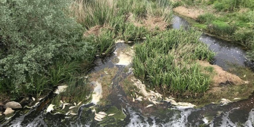 Tekirdağ'da toplu balık ölümleri