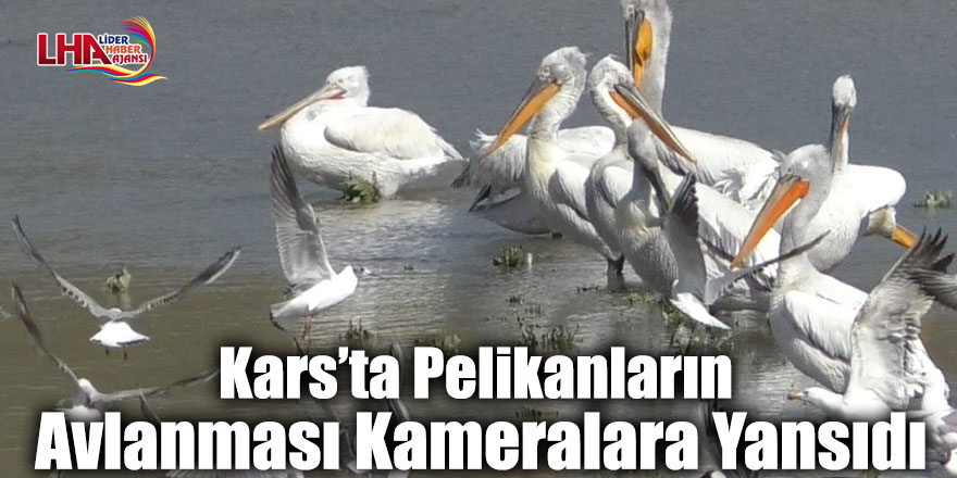 Kars’ta Pelikanların Avlanması Kameralara Yansıdı