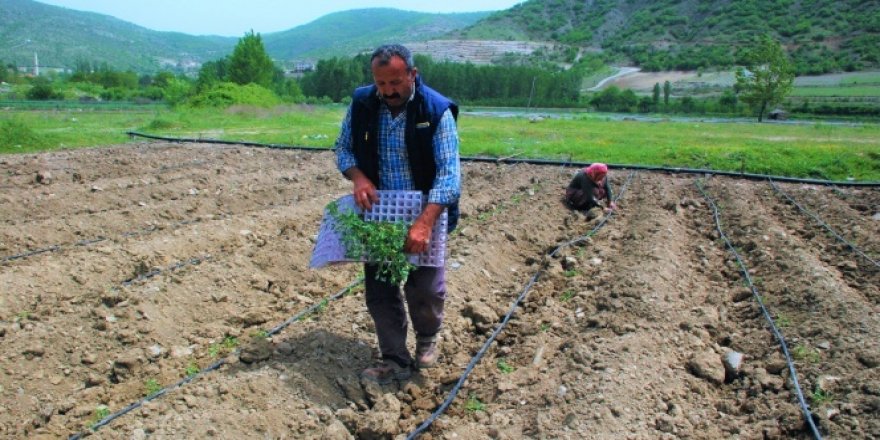 Çiftçilerin sıcak havada zorlu mesaisi