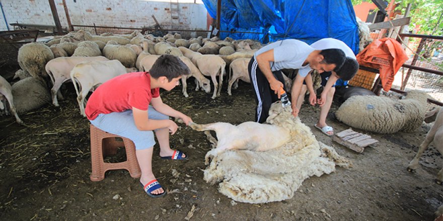 Sıcaktan bunalan koyunları kırparak rahatlatıyor