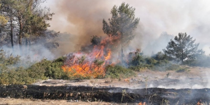 KKTC'deki yangın ODTÜ kampüsüne sıçradı!