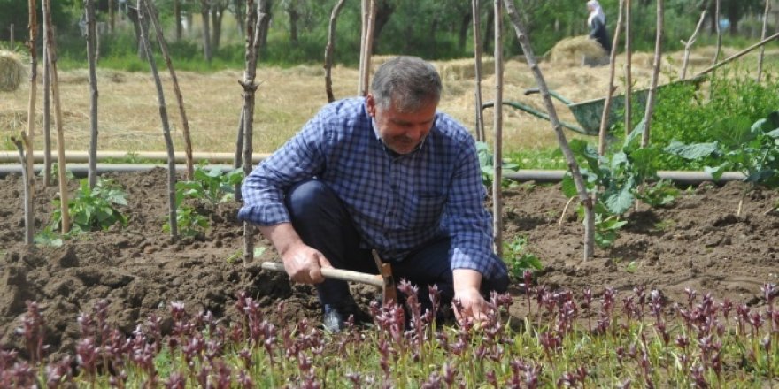 Salep çiftçinin yüzünü güldürdü