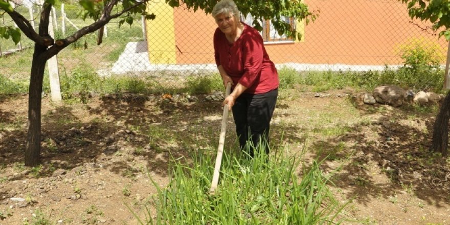 Sokağa çıkmayan yaşlı kadın doğal sebze yetiştirerek gününü geçiriyor