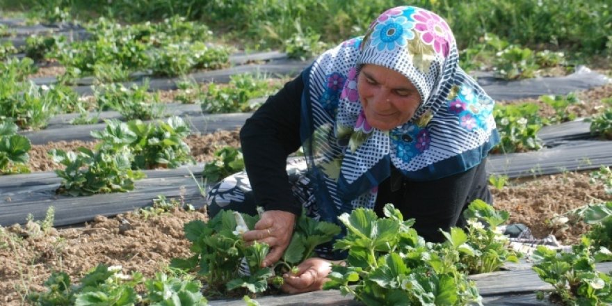 Emekli öğretmen çiftin toprak aşkı