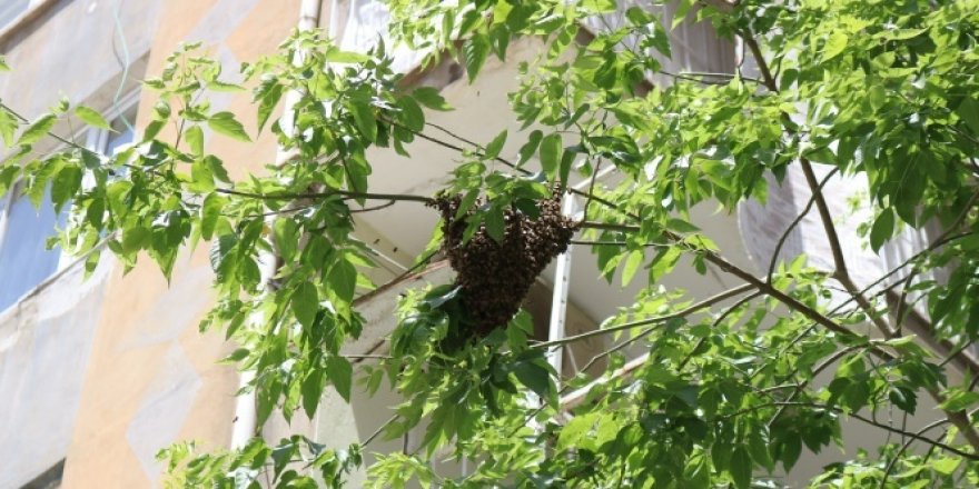 Arılar bina girişindeki ağaca yuva yaptı vatandaşlar paniğe kapıldı