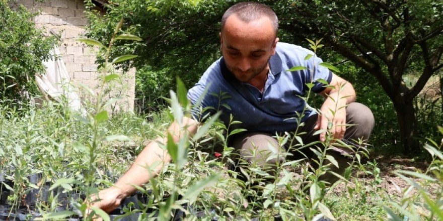 Kendisini ağaçlara adadı, okullara fidan dikip gözü gibi bakıyor