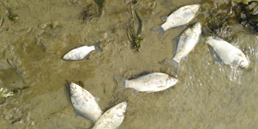 Tekirdağ'da ölü balıklar kıyıya vurdu