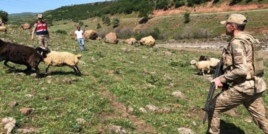 Elazığ'da kayıp koyunlar 9 saat sonra bulundu