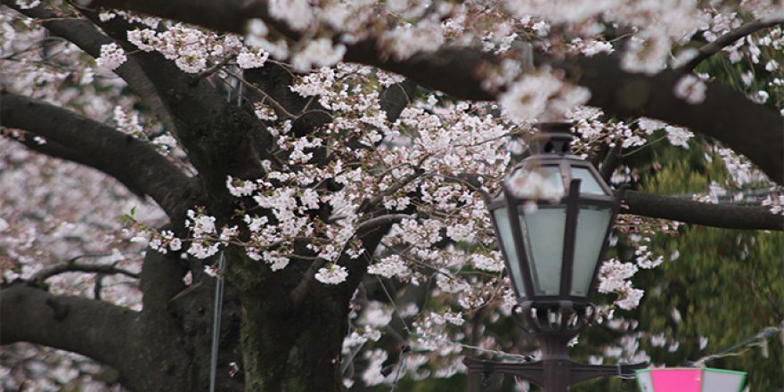 Çam ve sakura ne demek?