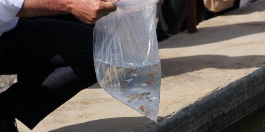 Mersin, sivrisinekleri "lepistes balıklarıyla" yenecek