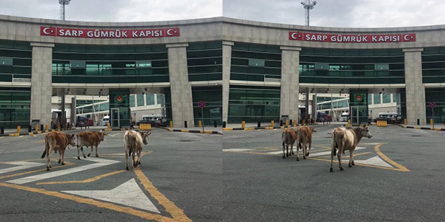 Sarp Sınır Kapısı'nda gülümseten görüntüler