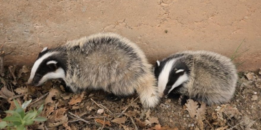 Tunceli'de kırmızı listeyle korunan porsuklar görüntülendi