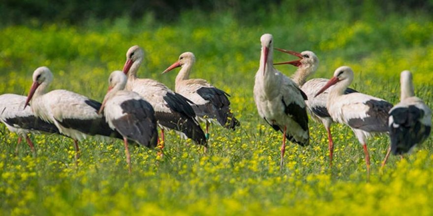 11 aylık yavru leylek 3 bin kilometre yol geldi