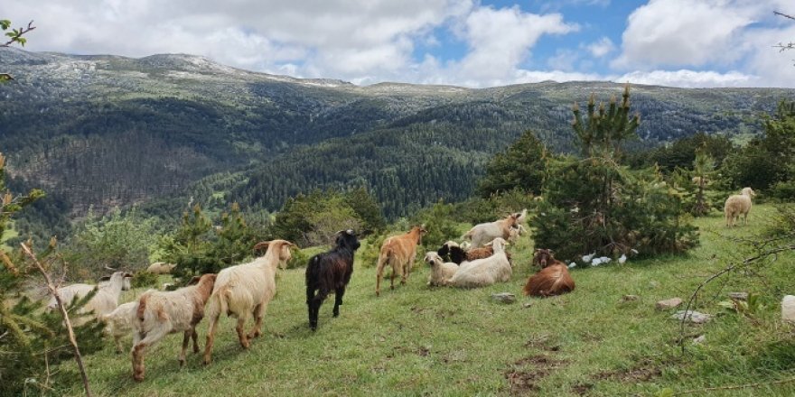 Aniden bastıran kar yağışı nedeniyle 50 koyun ve 30 kuzu telef oldu