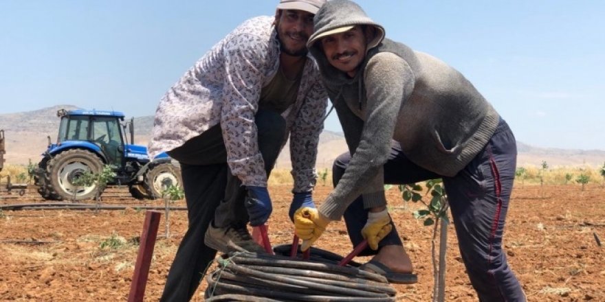 Mardin'de çiftçilerin bayramı tarlada geçiyor