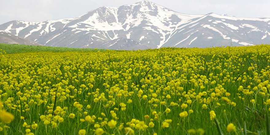 Sarıya bürünen yaylalar cezbediyor