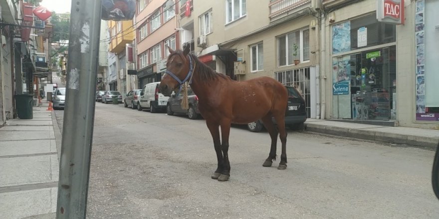 Bursa caddelerinde başı boş at paniği