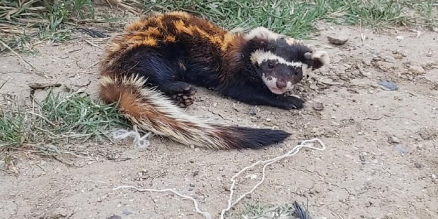 Tekirdağ'da nesli tehlikedeki Alaca Sansar bulundu