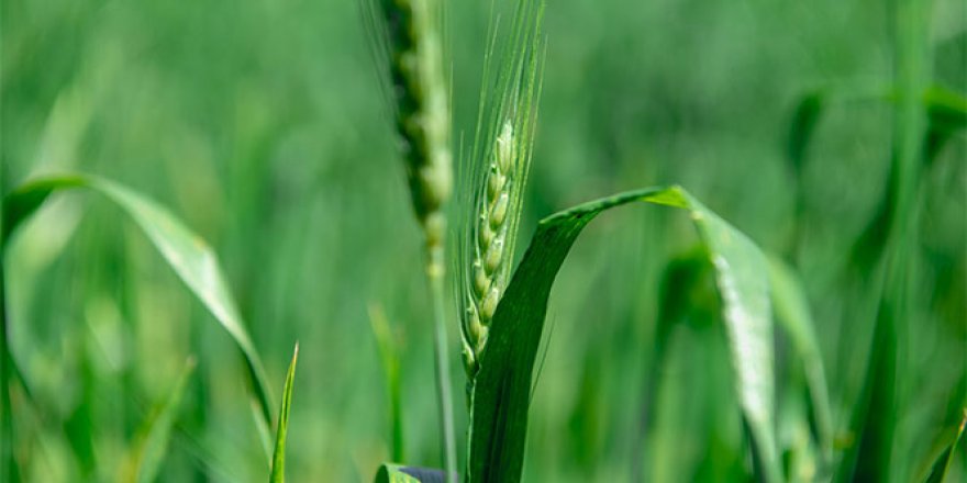 Mersin'de yerli buğday üretimi teşvik ediliyor