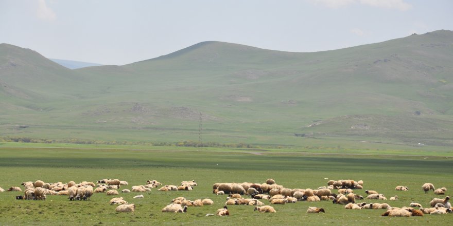 Kars’ta Hayvanlar Meralara Çıkarıldı