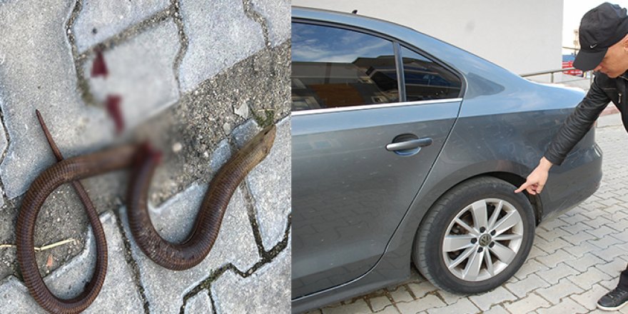 Otomobilde yılan sandıkları 1,5 metrelik sürüngen kertenkele çıktı