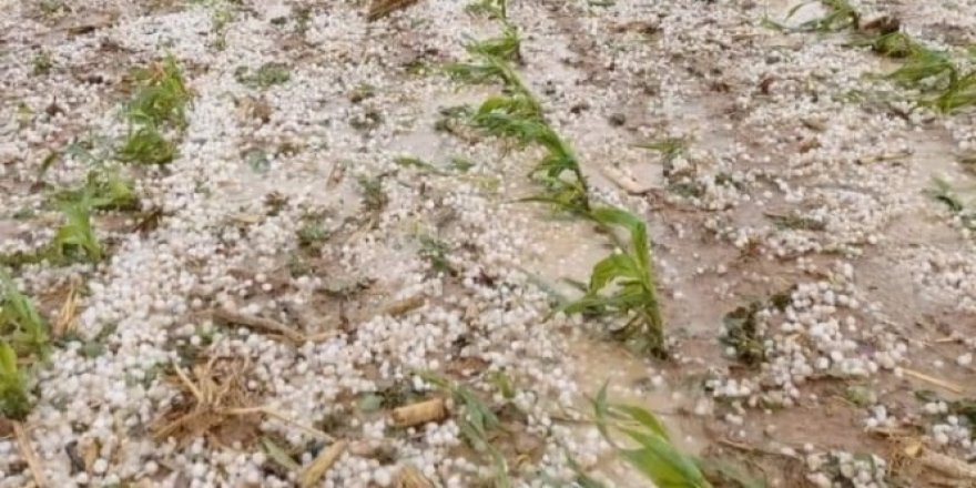 Aksaray'da dolu yağışı tarım arazilerine zarar verdi