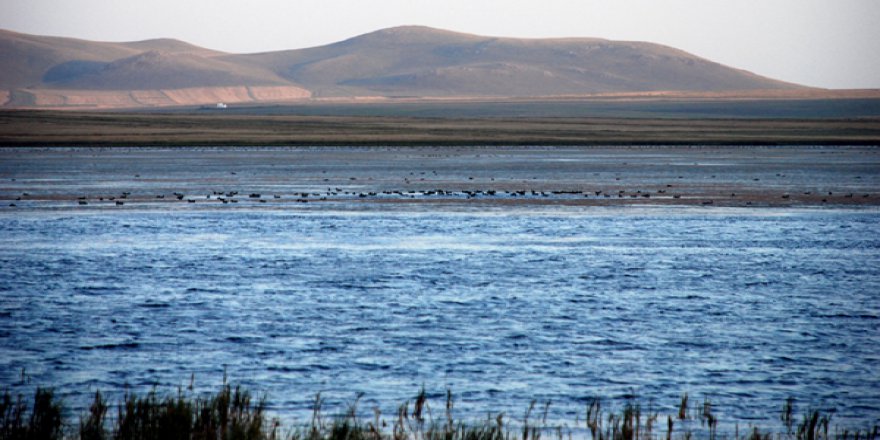 Doğu Anadolu'nun kuş cenneti: Kuyucuk Gölü