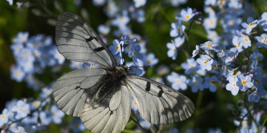 Van Gölü Havzası'ndaki kelebek türleri kayıt altına alınıyor
