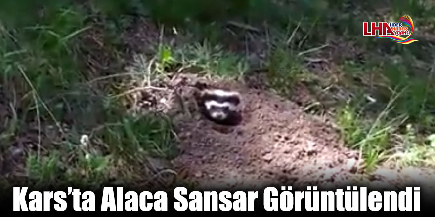 Kars’ta Alaca Sansar Görüntülendi