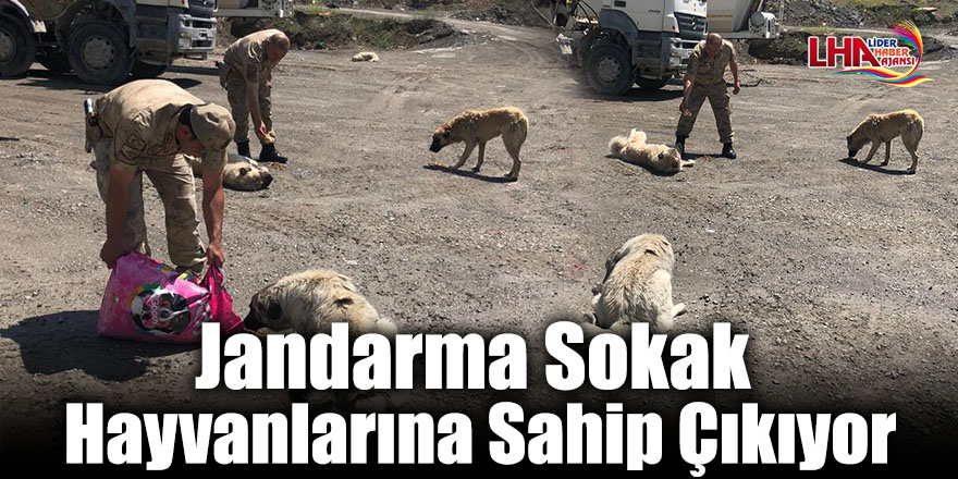 Jandarma Sokak Hayvanlarına Sahip Çıkıyor
