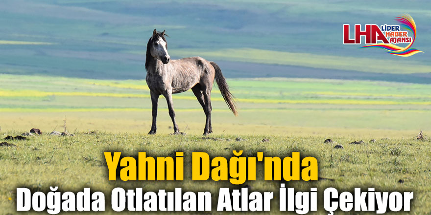 Yahni Dağı'nda Doğada Otlatılan Atlar İlgi Çekiyor