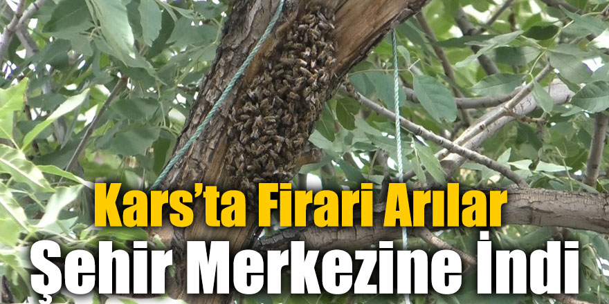 Kars’ta Firari Arılar Şehir Merkezine İndi