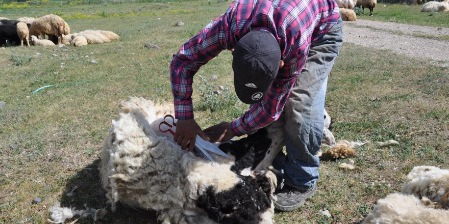 Kars’ta koyunlar kırkılmaya başladı