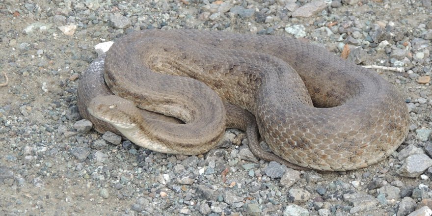 Kars'ta köylülerin korkulu rüyası: Engerek yılanları