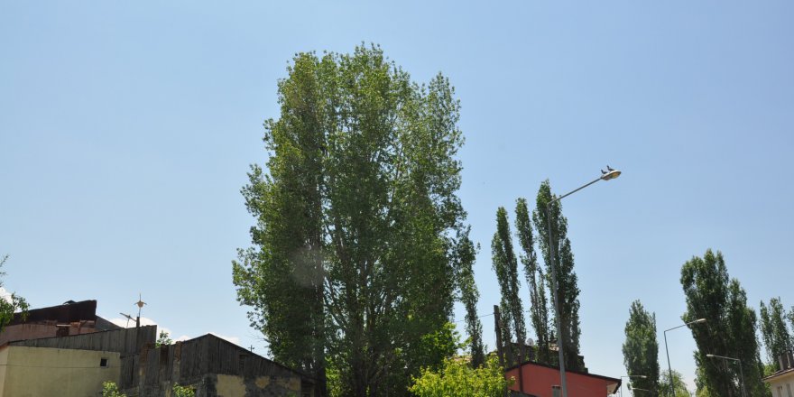 Polenli ağaçlar vatandaşları rahatsız ediyor