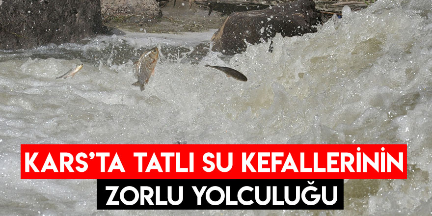 Kars’ta Tatlı Su Kefallerinin Zorlu Yolculuğu