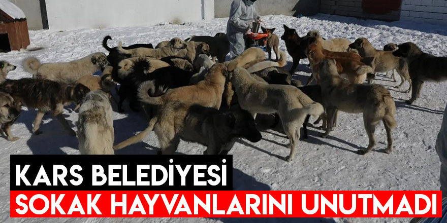 Kars Belediyesi Sokak Hayvanlarını unutmadı