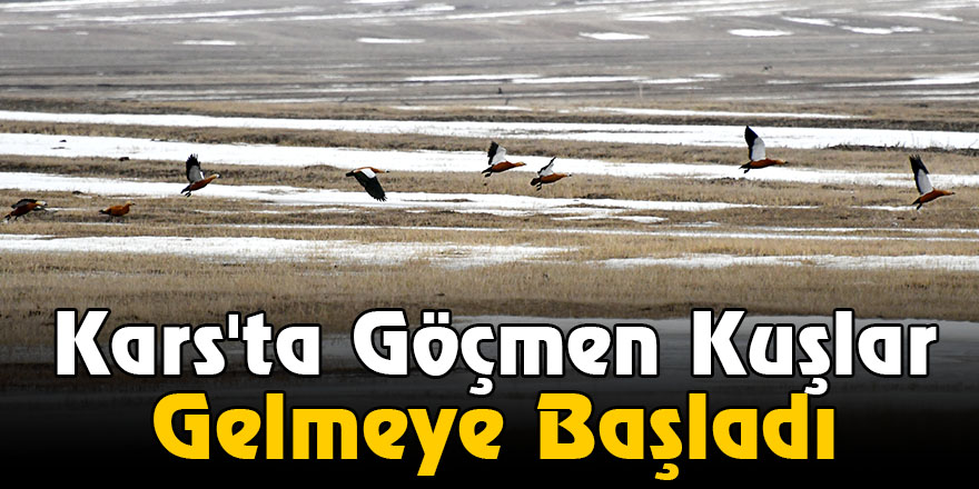 Kars'ta Göçmen Kuşlar Gelmeye Başladı