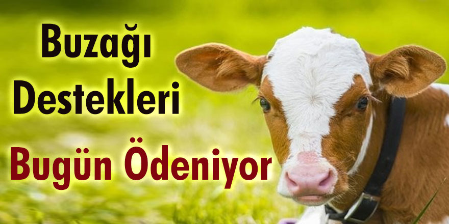 Buzağı destekleri bugün ödeniyor