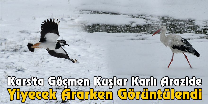 Kars'ta Göçmen Kuşlar Karlı Arazide Yiyecek Ararken Görüntülendi
