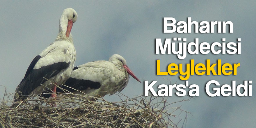 Baharın müjdecisi leylekler Kars'a geldi