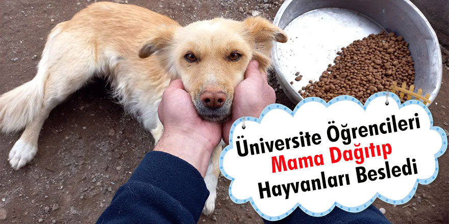 Üniversite öğrencileri mama dağıtıp hayvanları besledi