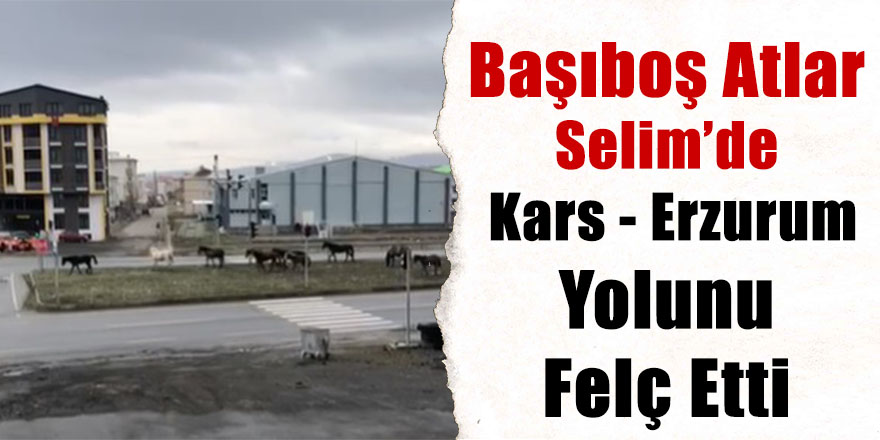 Başıboş atlar Selim’de Kars - Erzurum Yolunu felç etti