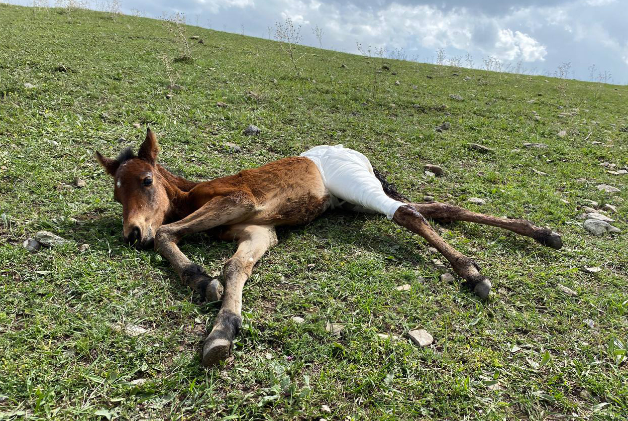 Kars'ta Aç Kalan Kurtlar Atın Yavrusunu Yaraladı