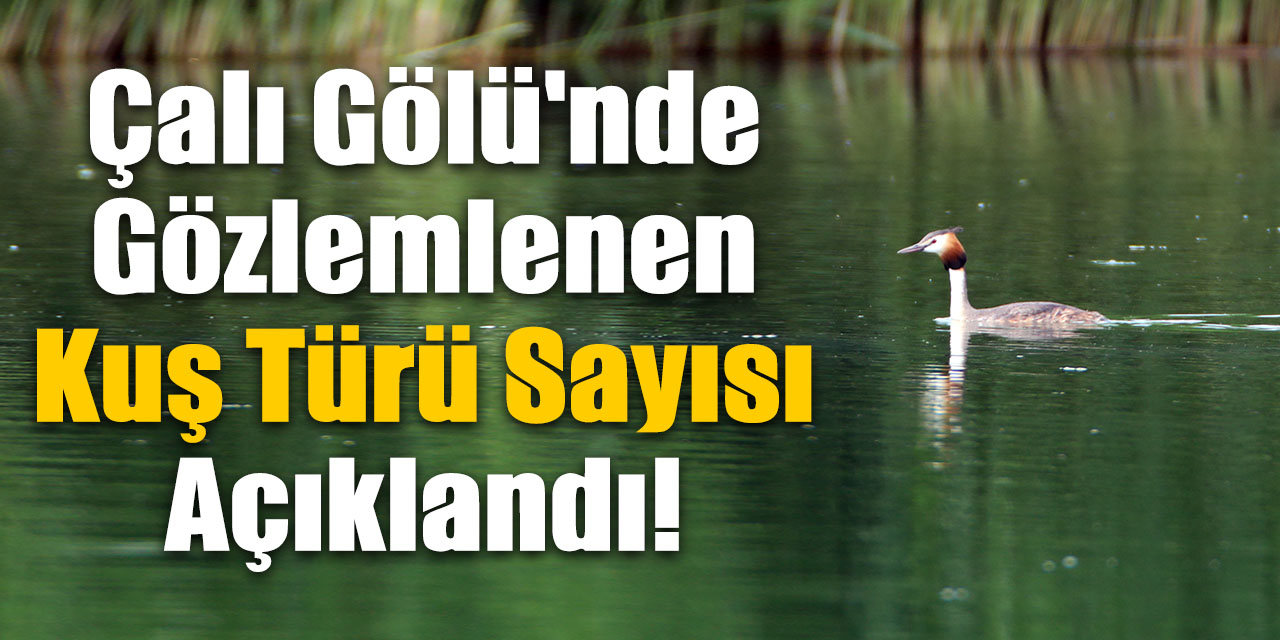 Çalı Gölü'nde Gözlemlenen Kuş Türü Sayısı Açıklandı!