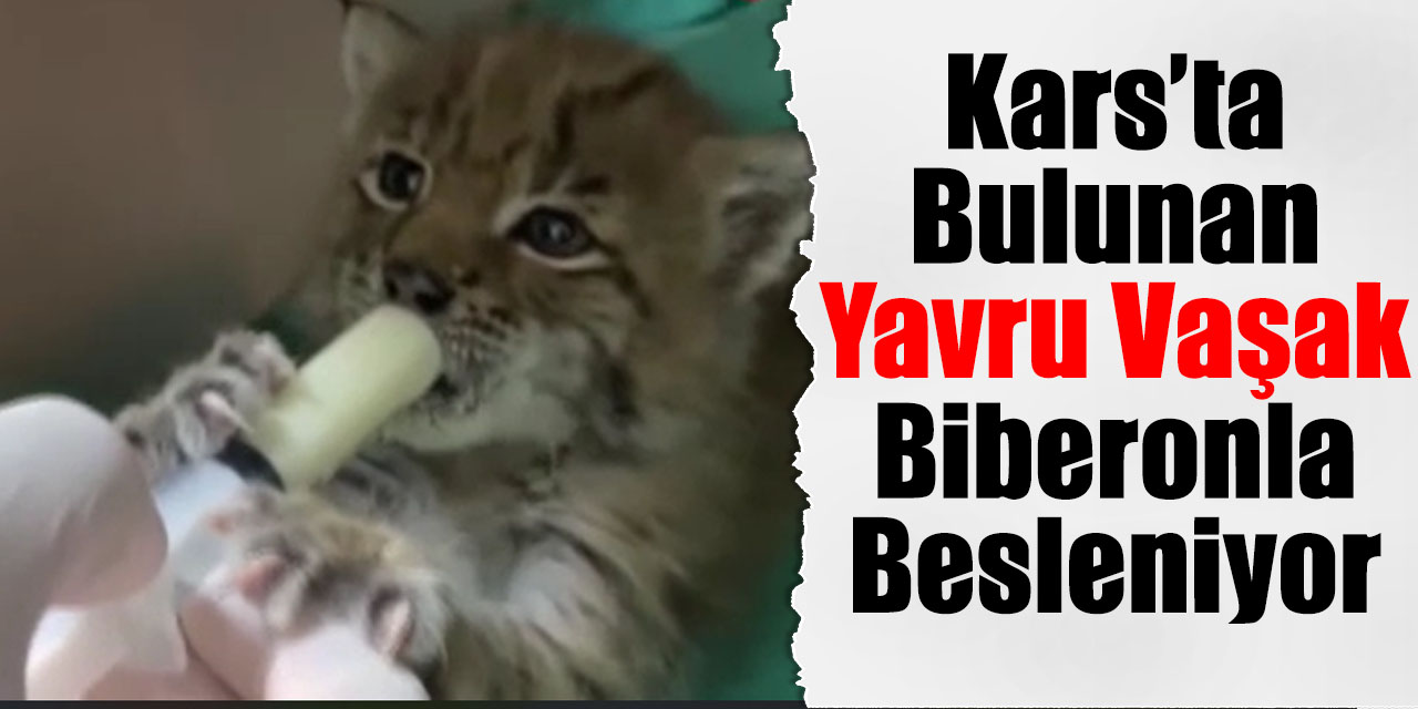 Kars’ta bulunan yavru vaşak biberonla besleniyor