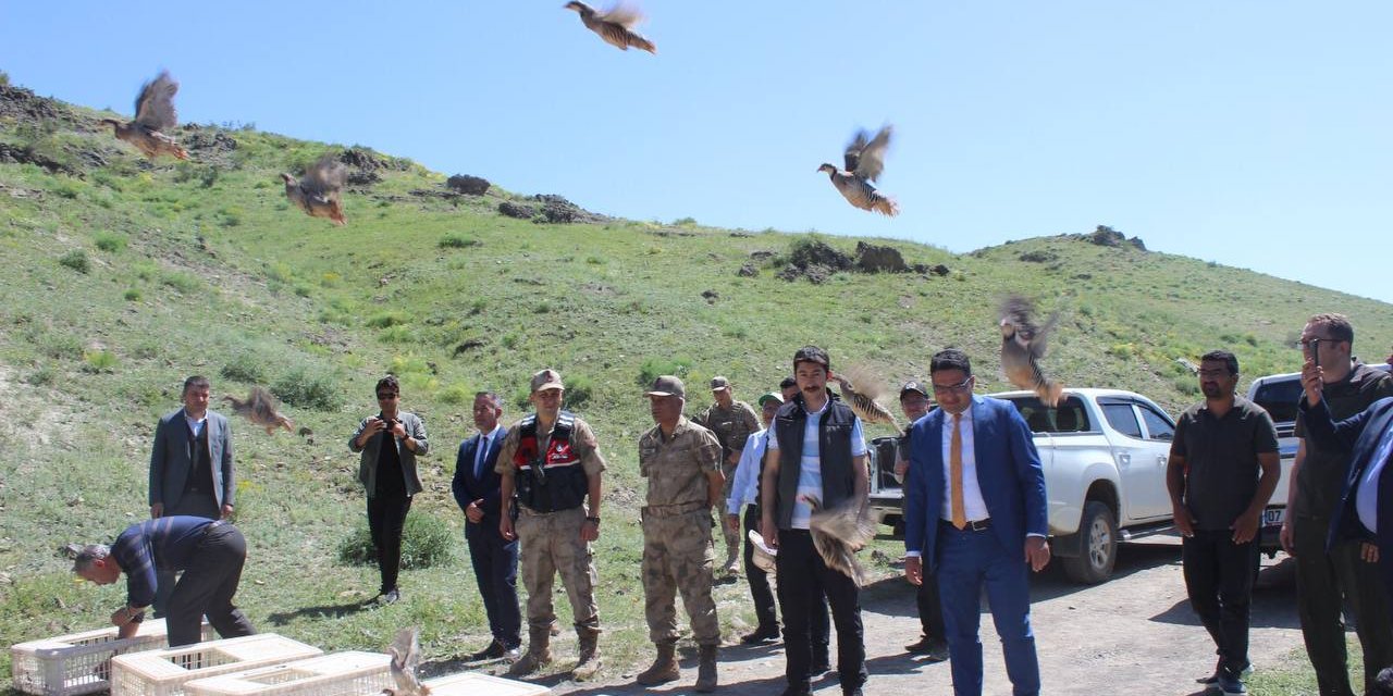 Kars'ta kınalı keklikler doğaya salındı