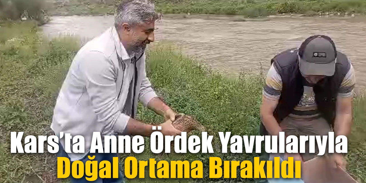 Kars’ta anne ördek yavrularıyla doğal ortama bırakıldı