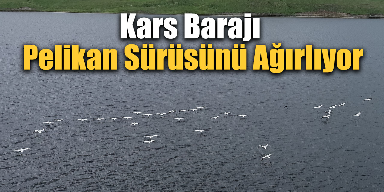 Kars Barajı pelikan sürüsünü ağırlıyor